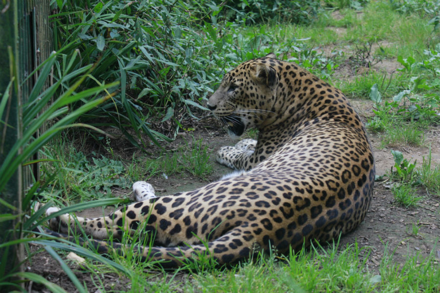 Zoológico de Santillana del Mar