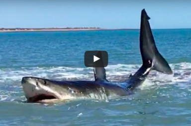 En la orilla de la playa se encuentra con un enorme tiburón de casi 5 metros