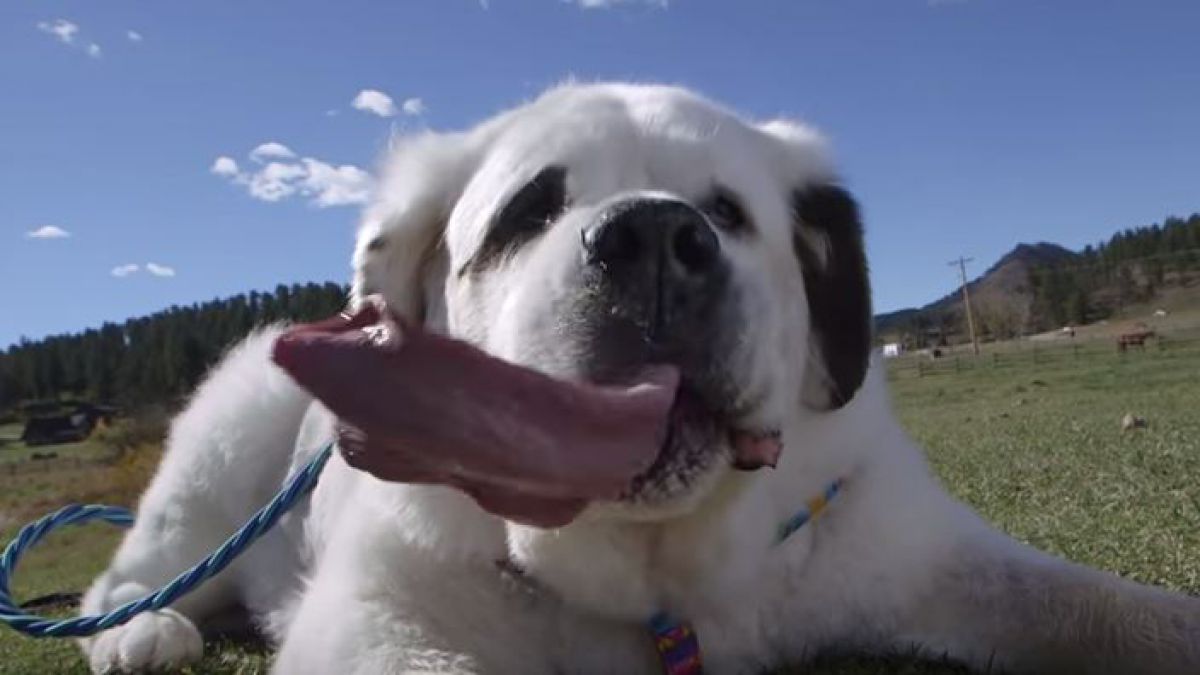 Conocemos al perro con la lengua más larga del mundo